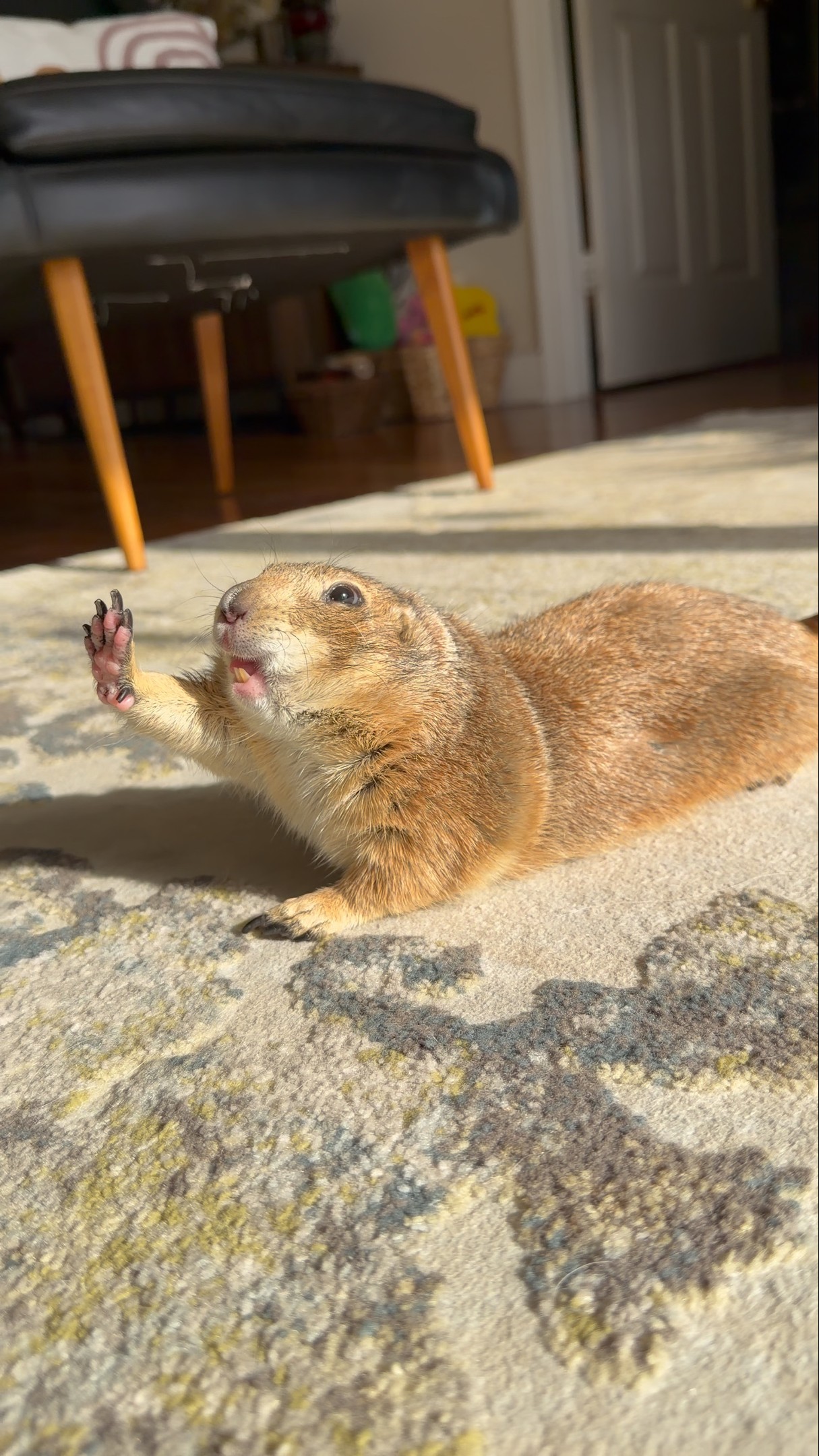 Poppy began her morning with a full yoga sequence… big stretch