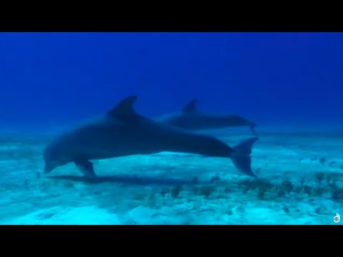 Video: 7 Falsche Vorstellungen Von Delfinen