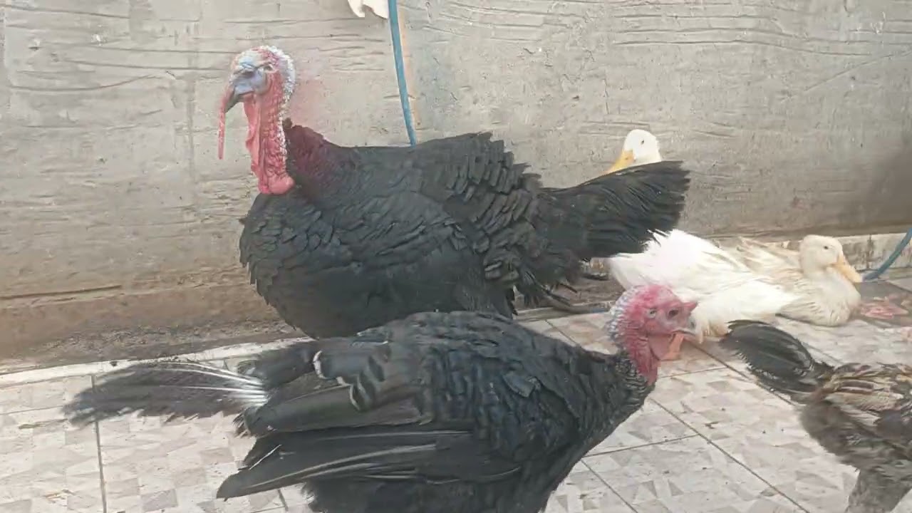 قدر الله وما شاء فعل