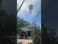 🔥🌳 Wrapping up the week doing what we do best! 💪🚜 #jacksonville #treeremoval #treeservice #trending