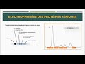 Exploration des immunoglobulines