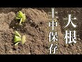 【家庭菜園】【Vlog】大根を土の中で保存すると春まで保存できるんだって