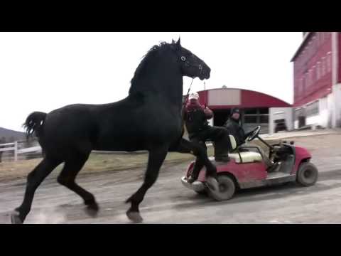 Video: Kuda Percheron, Atau Percheron