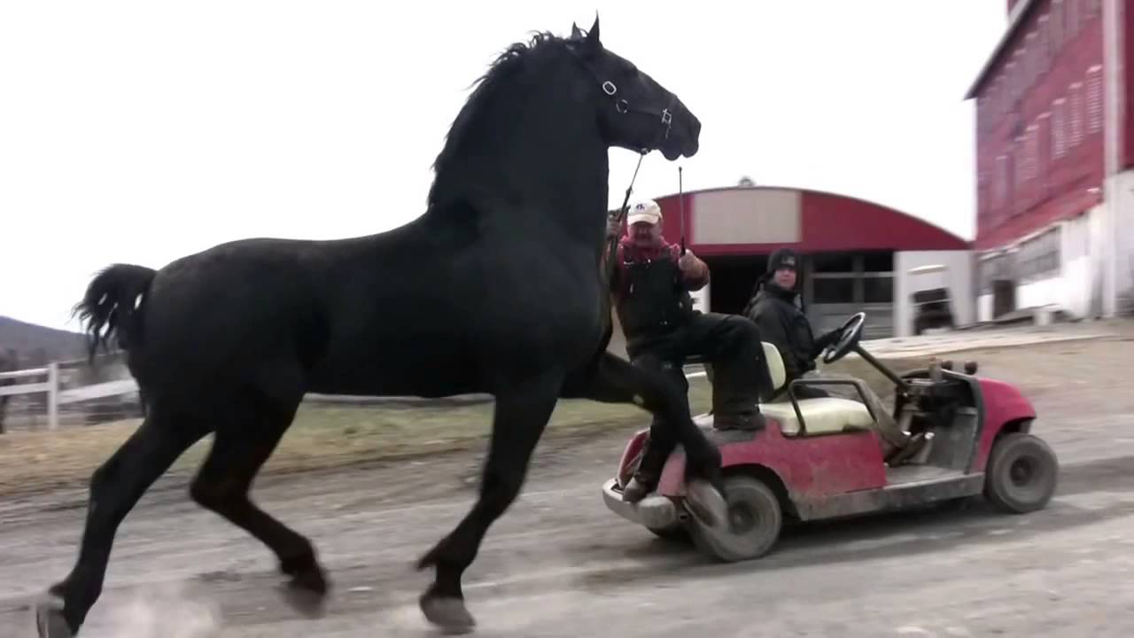 1 першерон