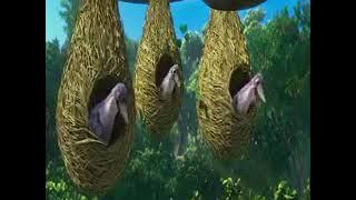 মোদের জন্য কান্দেন নবী ঐ মদিনাতে( new gojol )