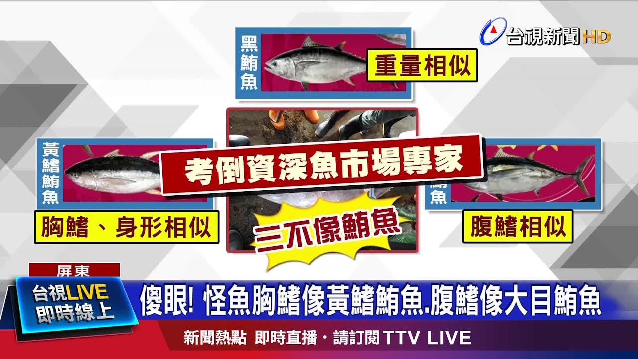 傻眼 怪魚胸鰭像黃鰭鮪魚 腹鰭像大目鮪魚 Youtube