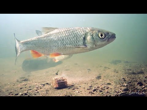 Речной Фидер под водой! Рыбалка и поклёвки рыбы