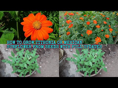 Video: Tithonia Berdaun Bulat