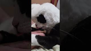Evil Easter Bunny named Oliver