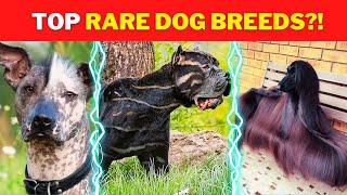 ' Unveiling the World's Most Extraordinary and Rarest Dog Breeds You Won't Believe Exist!