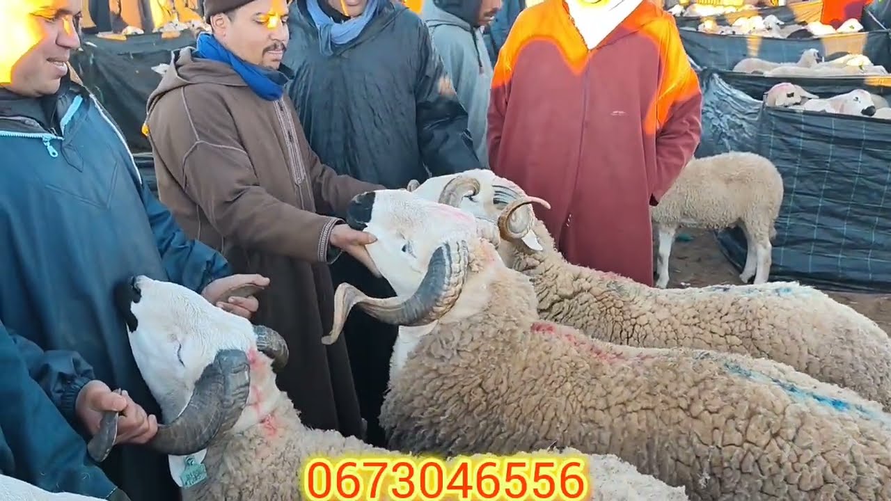 مباشر من سوق ثلاثاء بن جرير أجيو تشفو معنا الاتمنة ديال المواشي من قلب الحدث 17/02/2026🇲🇦