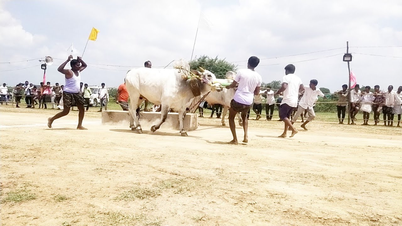 repally bulls racing video 2021-new category bulls race-ongole bulls race-amazing bulls race 2021