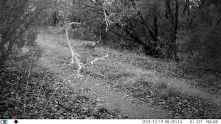 Two coyotes walking along trail in Austin, TX