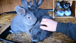 Ein buntes Kaninchen weniger im Bestand by Sergej Info 1,605 views 6 months ago 11 minutes, 31 seconds