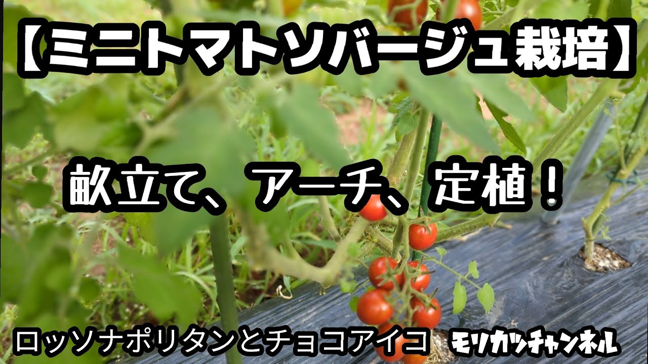 ミニトマト・ソバージュ栽培【家庭菜園】畝作りからアーチを掛けて
