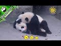 Hey panda bro stop moving let me lie on your back