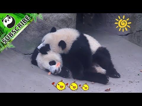 Hey panda bro, stop moving! Let me lie on your back!