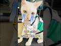 Còn gì là chủ nhật nữa 😿 #funnyshorts #funnypets #bossmèo #cat #pets #youtube #shorts #weekend