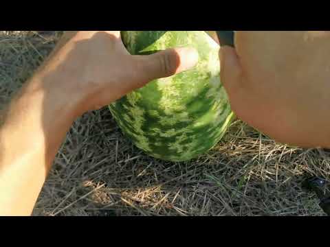Невідомий Кавун -