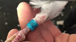 Thone 751