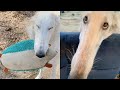 Meet Eris, The Dog With The World’s Longest Snout At 12 2 Inches の動画、YouTube動画。