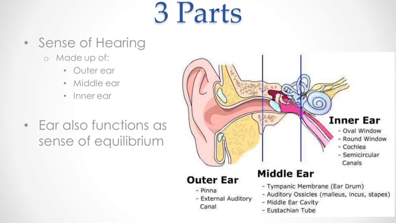 Hear hear идиома. The sense of hearing. Hear hearing. Parts of hearing.