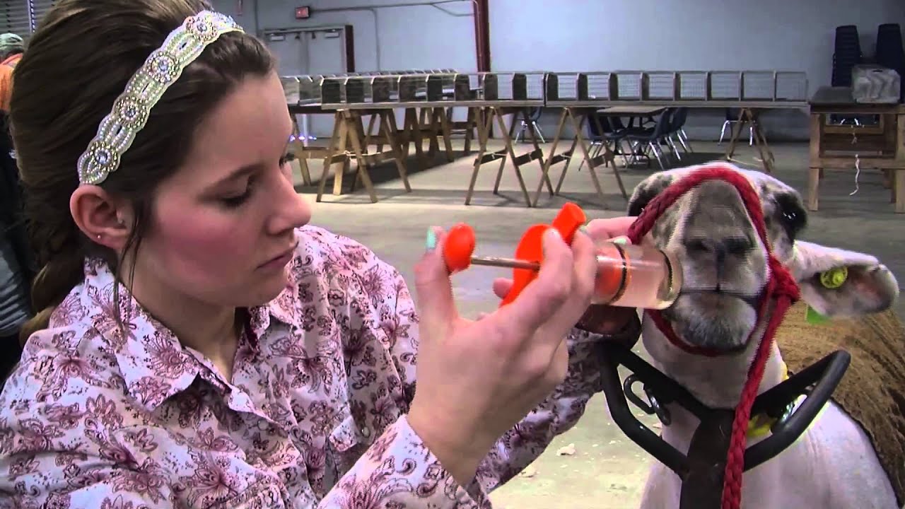 Belton High School CTE Agricultural Programs and FFA - YouTube
