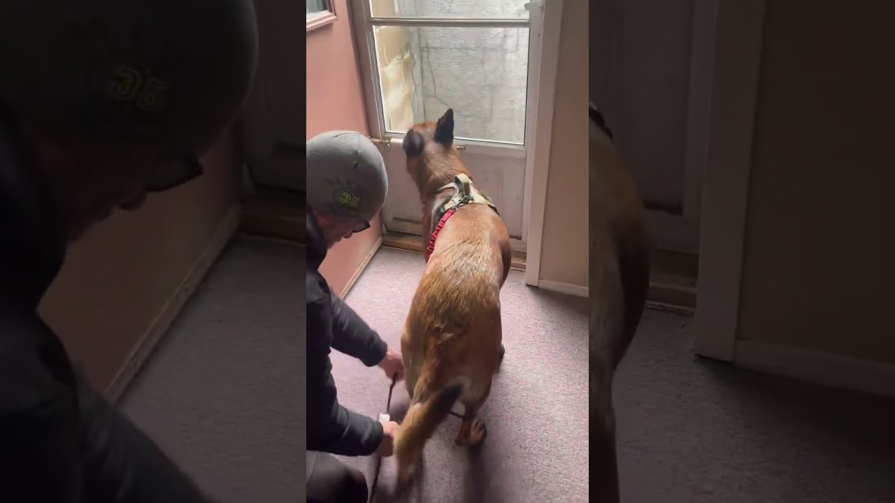 Belgian Malinois  training 