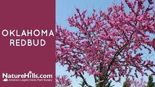Oklahoma Redbud | NatureHills.com Top 5 Redbud Tree Varieties Naturehills Com