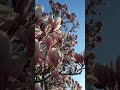 Happy Spring #flowers - England Walks - Magnolia Tree Buds to Blooms