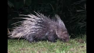 SUARA LANDAK HEDHOG UNTUK PIKAT (Hystrix javanica)