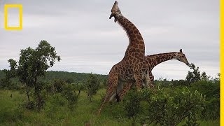 Zsiráf-harc | National Geographic