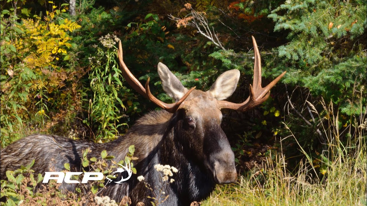 Fabrication d'une saline pour l'orignal