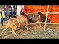 Triang roi laphet  ryngiem kwin  iadaw masi today  bullfighting