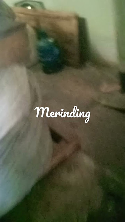 Merinding saat bertemu HARIMAU jadi jadian//tak sengaja terekam// ngak kuat