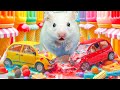 Hamster&#39;s Great Escape: Running from a Car Crash