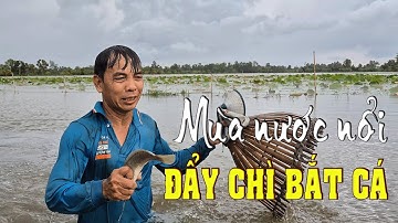 Đẩy chì bắt cá trên đồng ruộng mênh mông nước ở miền Tây | MIỀN TÂY XƯA