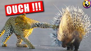 Unbelievable: What Happens When a Leopard meets a Porcupine?