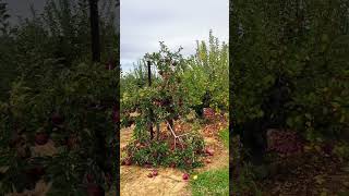 Picking apples 🍎 🍏