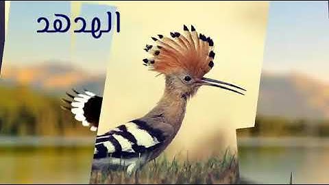 وتفقد الطير فقال ما لي لا أرى الهدهد أم كان من الغائبين  - سورة النمل -  القارئ سعيد الخطيب