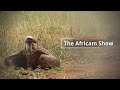 Elephants, Giraffes and Zebras Together at the Water Hole | The Africam Show