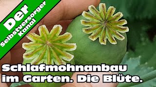 Schlafmohnanbau im Garten  Die Blüte