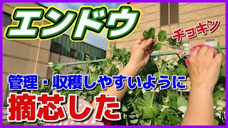 【エンドウ】グリーンピース　管理・収穫しやすくするために摘芯（摘心）しました　実エンドウ／えんどう／久留米豊　マロ夫とマロの楽しい家庭菜園／貸し農園　家庭菜園