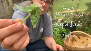 Wild Medicine Around Your Home Purple Dead Nettle