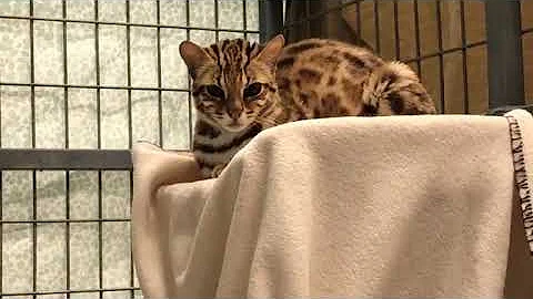 Watch the video about Newest Rescue F1 Bengal Fargo || The Wildcat Sanctuary