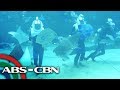 Biggest Oceanarium sa Cebu | Rated K