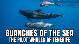 Guanches of the Sea - The Pilot Whales of Tenerife