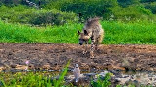 Striped Hyena In Daylight