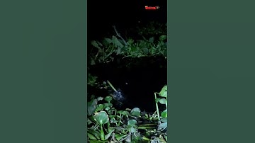 Câu Lure Cá Sông - Con  Suối Nhỏ Có Nhiều Cá Vãi Chưởng