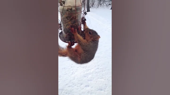 SQUIRREL KILLER BIRD FEEDER